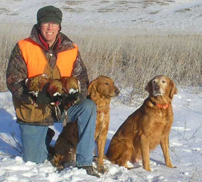 Golden retriever best sale pheasant hunting