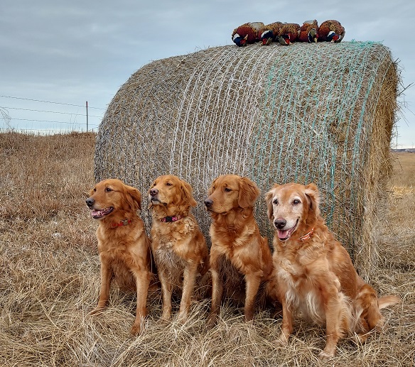 Gold hot sale golden retriever