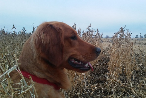 Eagle ridge best sale golden retrievers